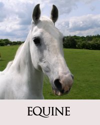 Equine