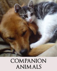 Companion Animals